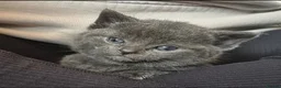 Russian Blue cats for sale: Four beautiful Russian blue kittens ❤️ - Advert 9