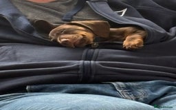 Dachshund dogs for sale: Honey and Mapple  - Image 7