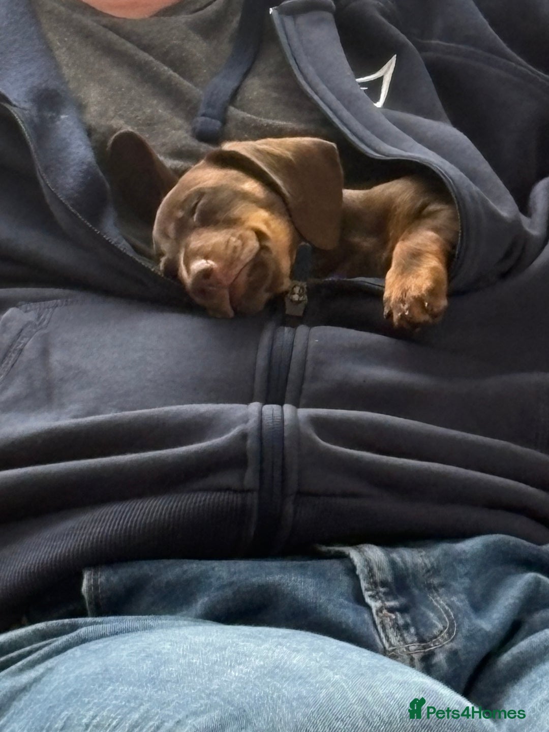 Dachshund dogs for sale: Honey and Mapple  - Image 7