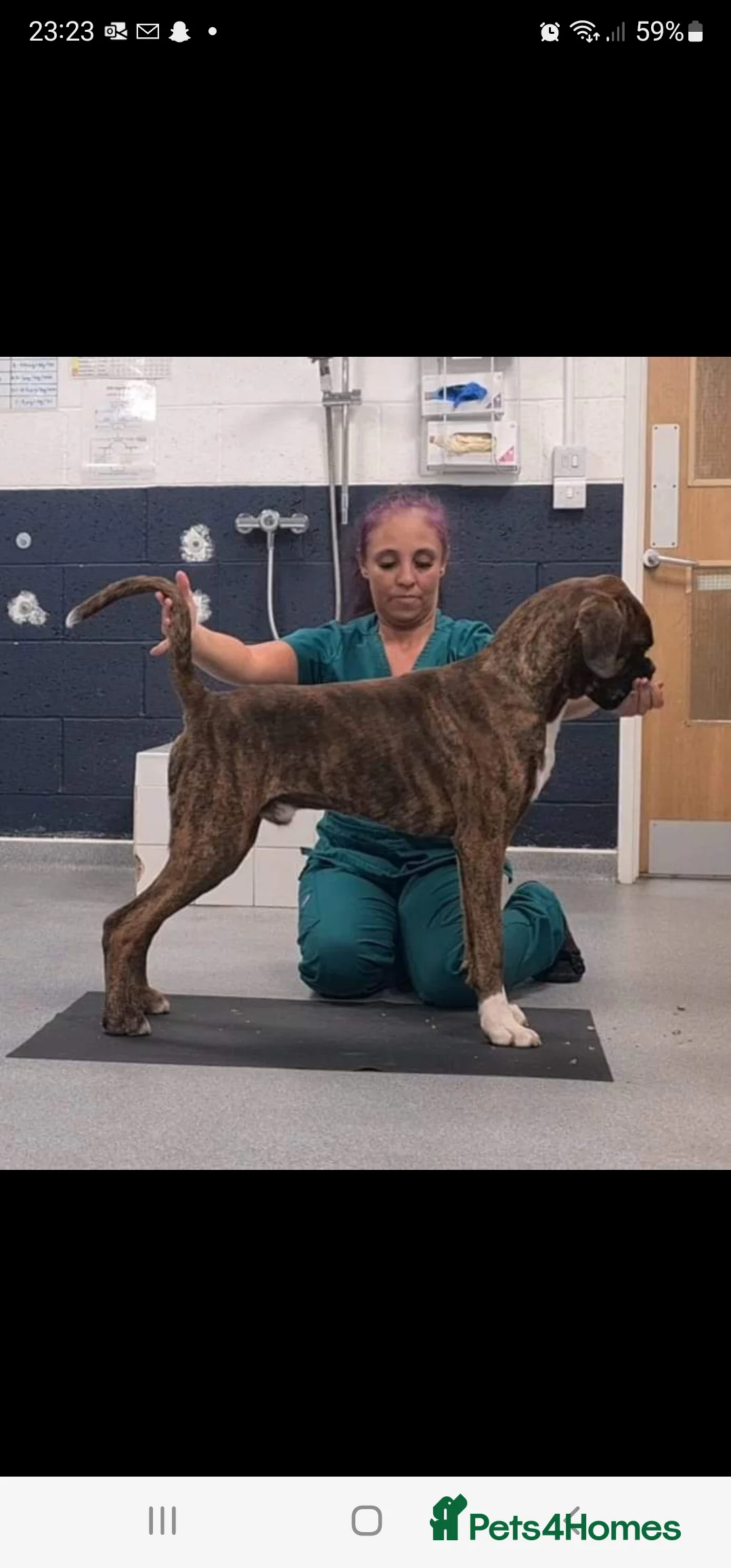 Boxer dogs for stud: Stunning Proven, Health tested and Heartscored 0 in Boston - Advert 10