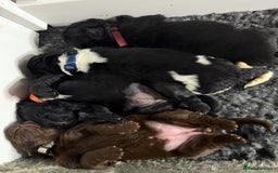 Newfoundland dogs for sale: KC registered Newfoundland Puppies. Health tested - Image 32