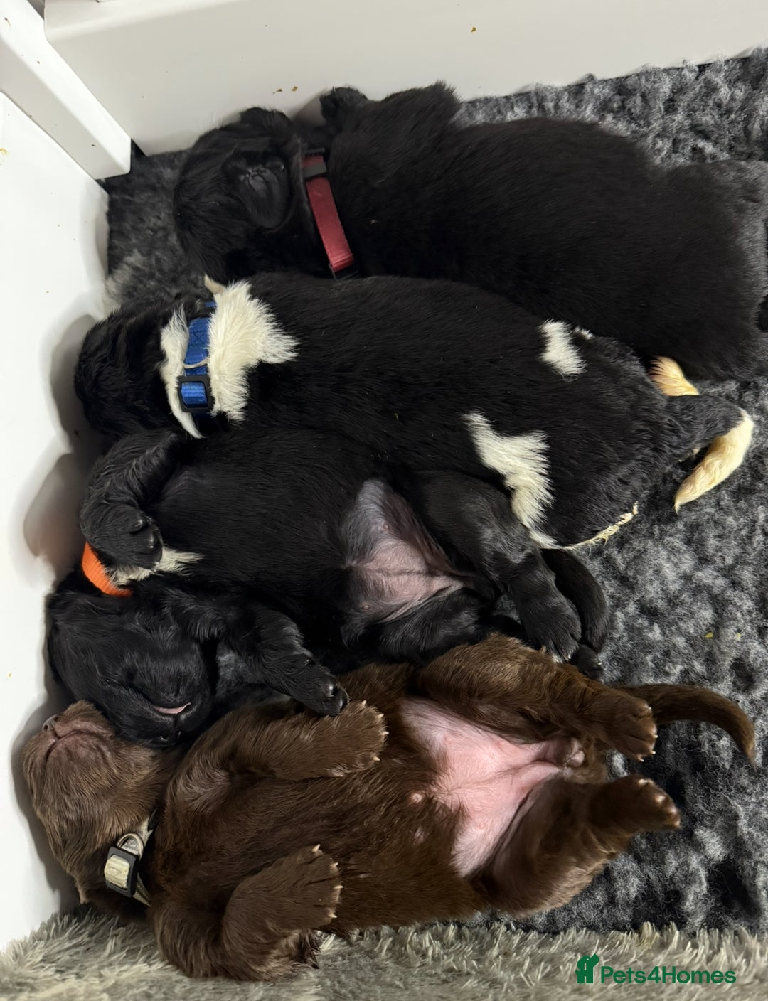 Newfoundland dogs for sale: KC registered Newfoundland Puppies. Health tested - Image 32