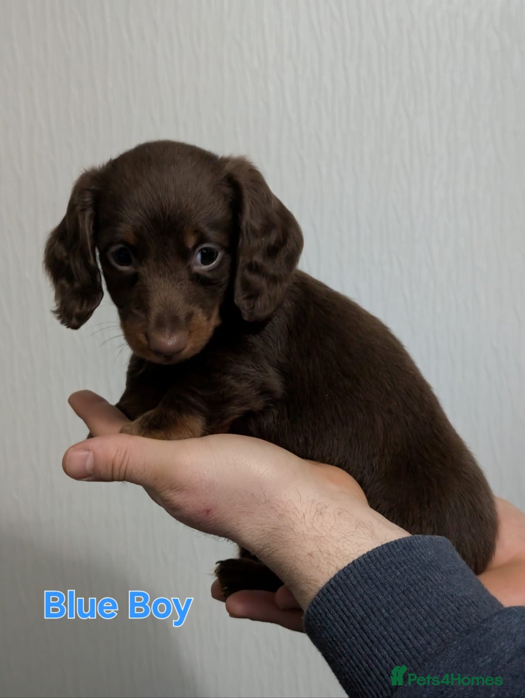 Miniature Dachshund dogs for sale: Kc reg miniture dachshund puppies for sale - Advert 11