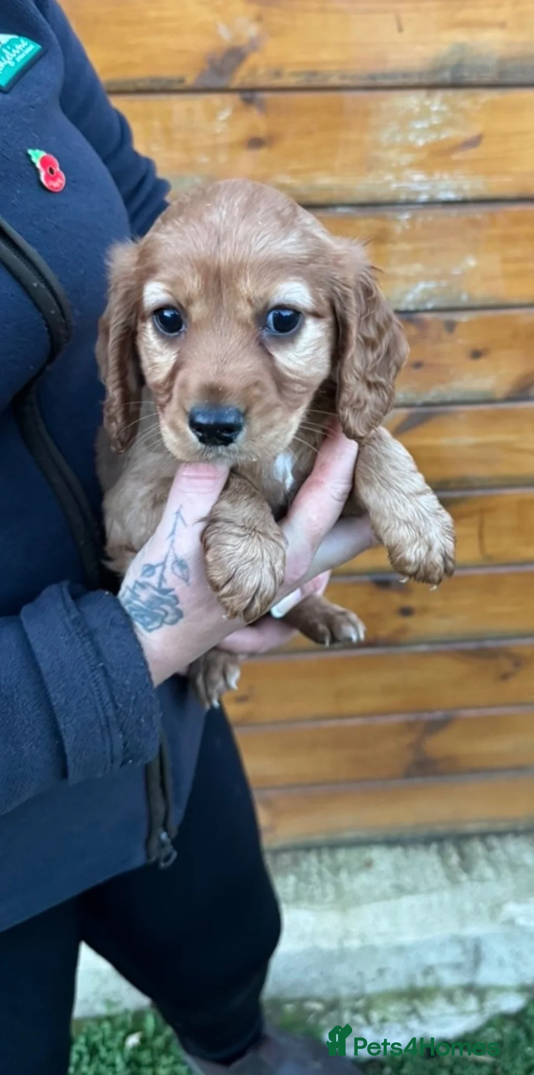 Cockapoo dogs for sale: Beautiful f1b cockapoo’s   in Dereham - Advert 1
