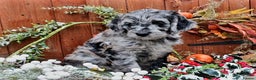 Poodle dogs for stud:  CHOCOLATE MERLE PHANTOM CARRYING PARTI in Todmorden - Advert 9