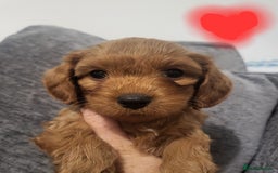 Cavapoochon dogs for sale: Cavapoochon (last girl left ready now)  ) - Image 2