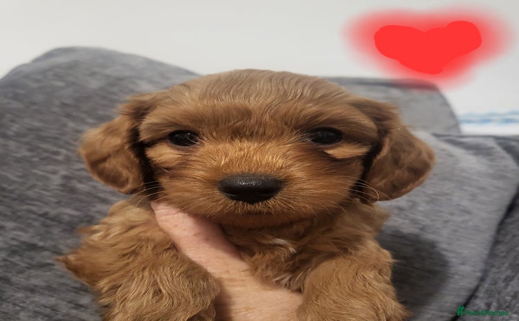 Cavapoochon dogs - Advert 2