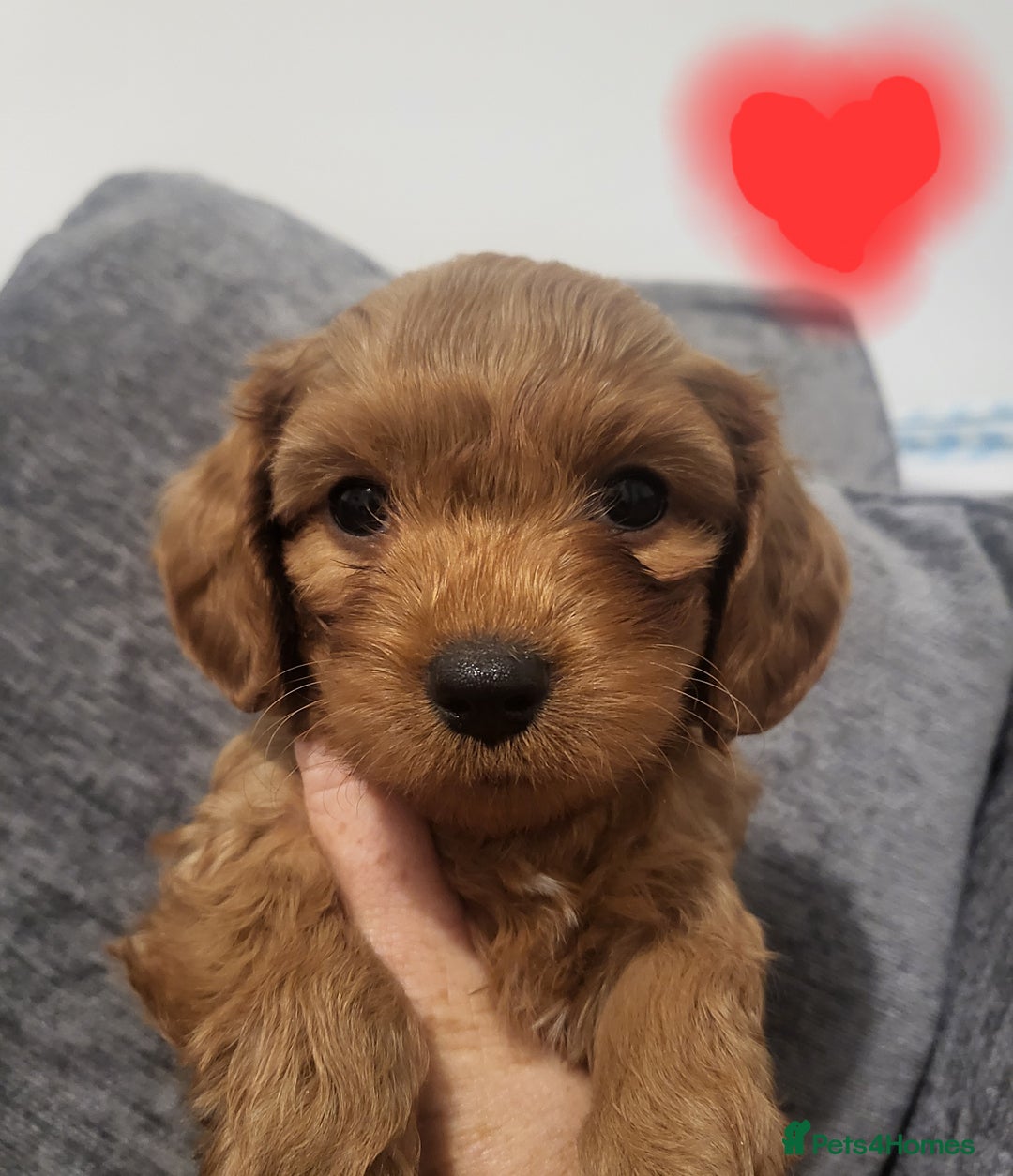 Cavapoochon dogs for sale: Cavapoochon (last girl left ready now)  ) - Image 2