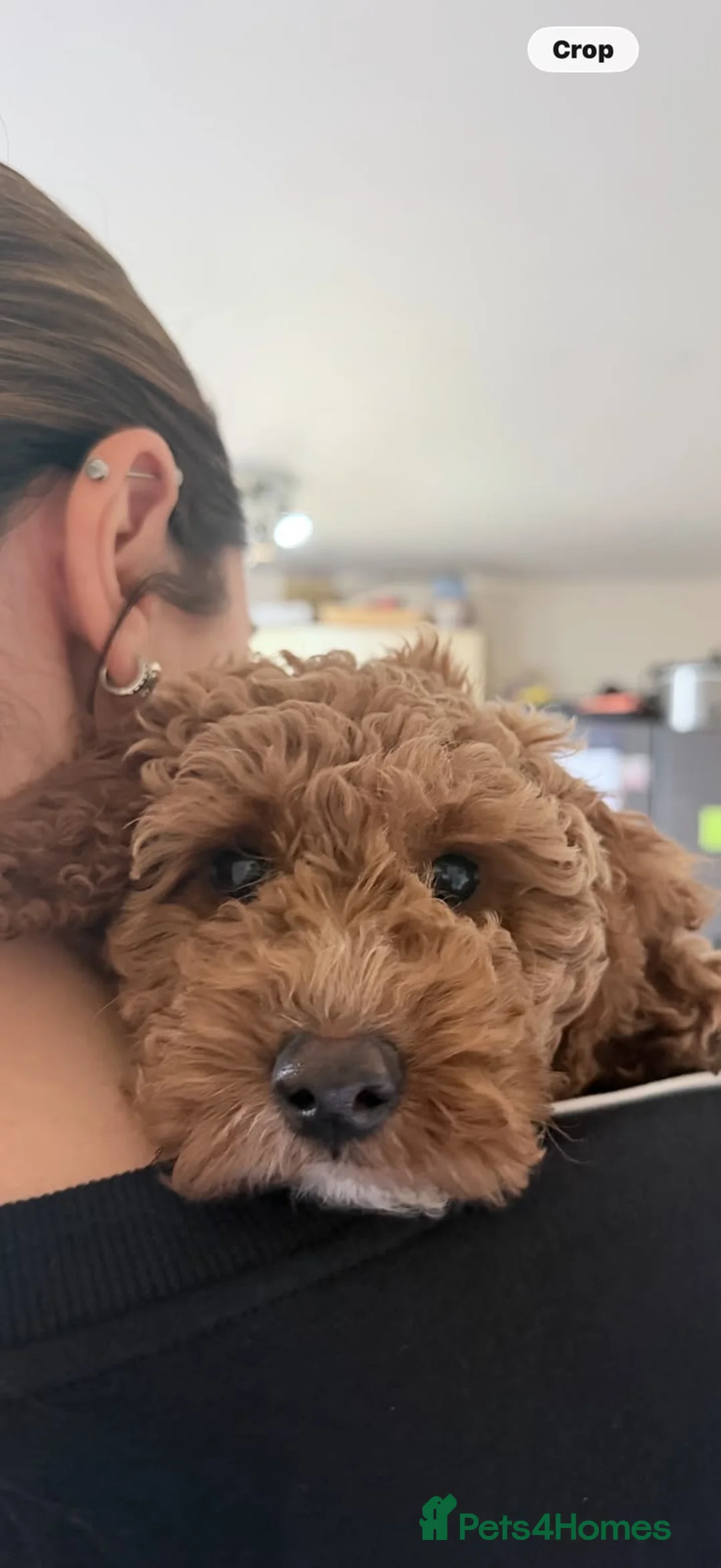 Cockapoo dogs for sale: Fully Vaccinated Ready to leave Red, Cockpoo Male - Advert 1