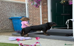Mixed Breed dogs for sale: Mia Staffy - Image 4
