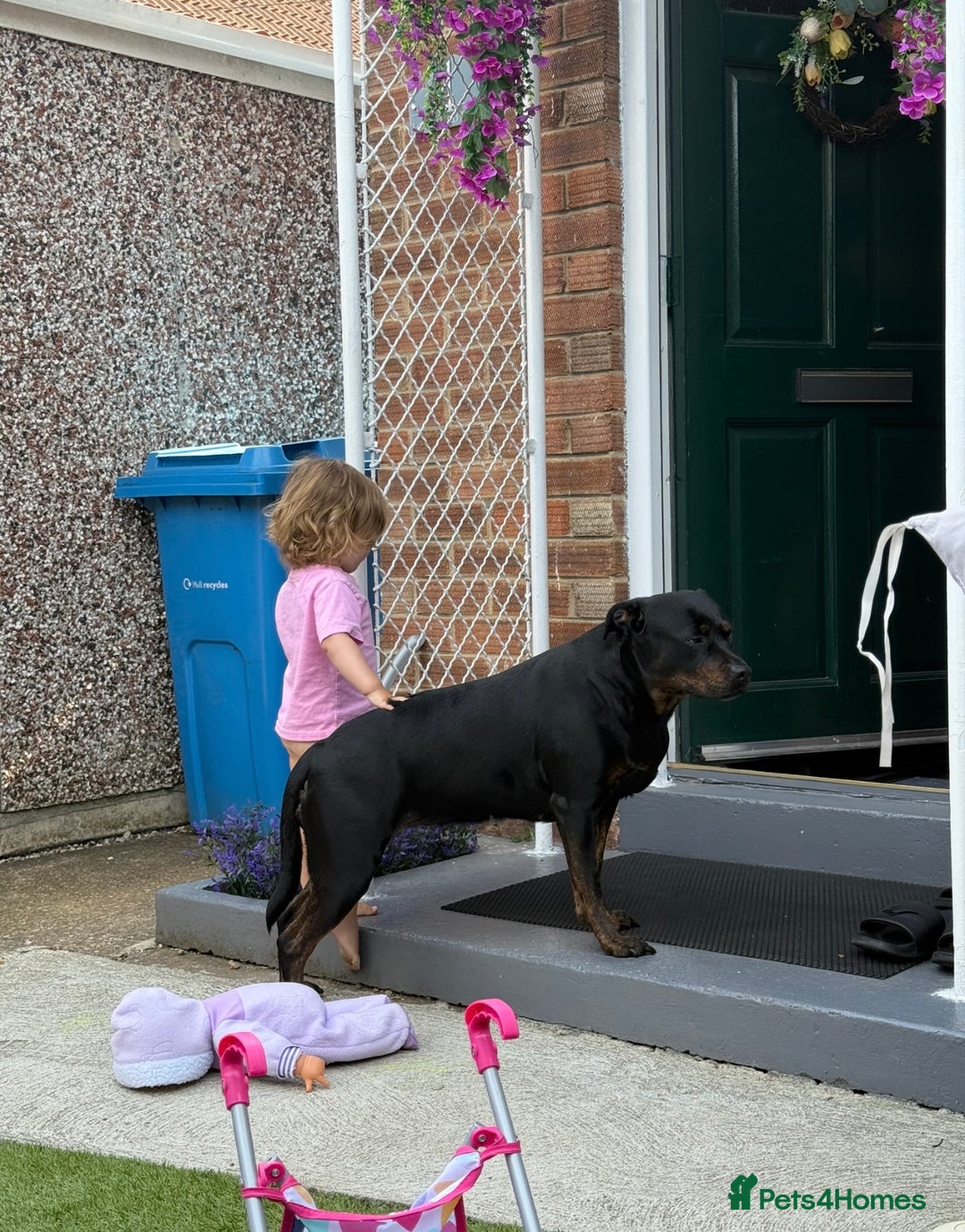 Mixed Breed dogs for sale: Mia Staffy - Image 4