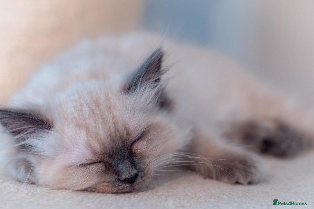 Ragdoll cats for sale: 🏅Last 2 GCCF Ragdoll kittens Ready now - Advert 9