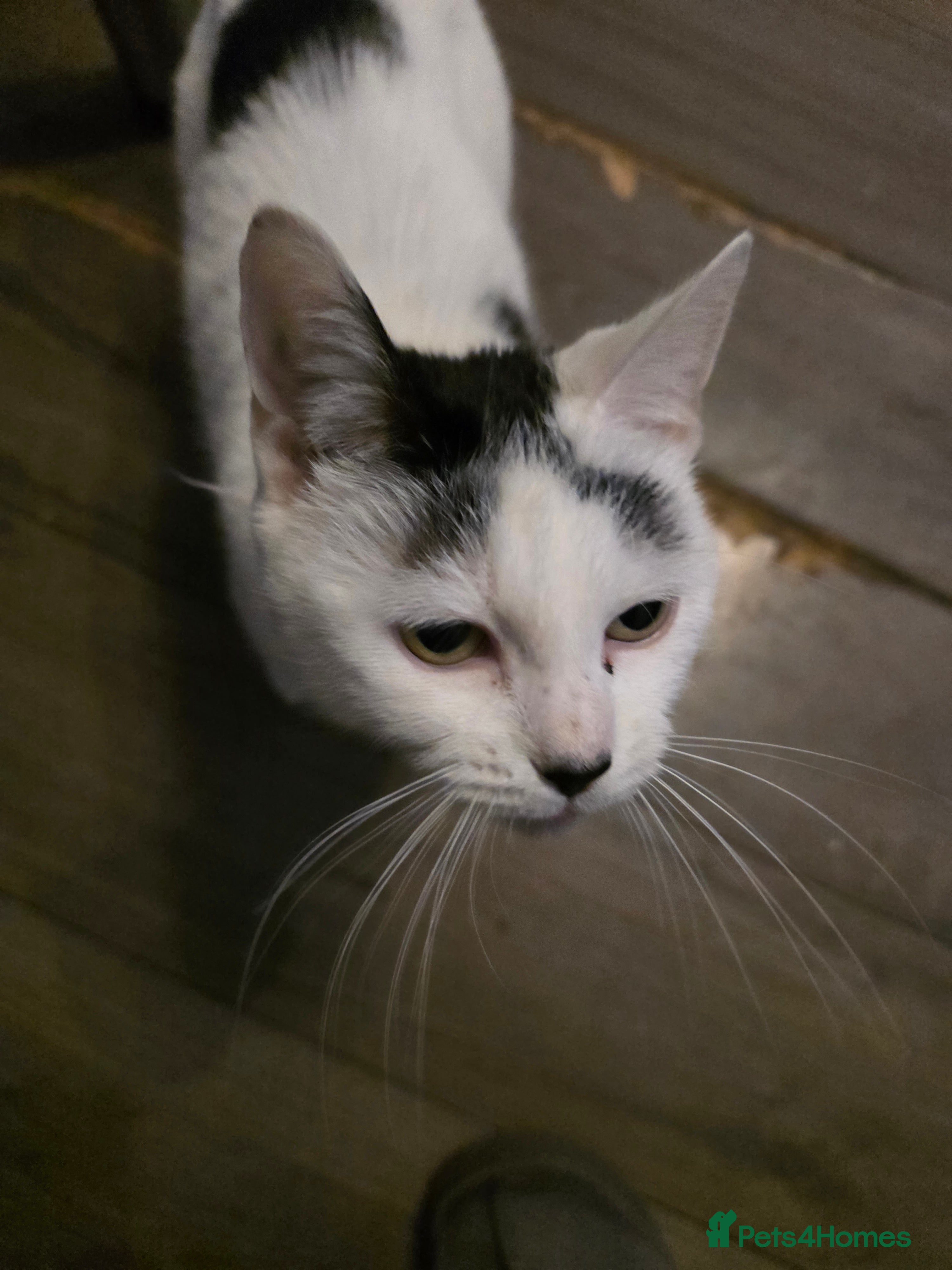 Mixed Breed cats 2 male kitten 2 female kittens  - Advert 2