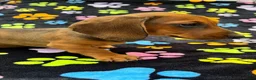 Dachshund dogs for sale: Dachshund Puppies ready for their forever homes - Advert 8