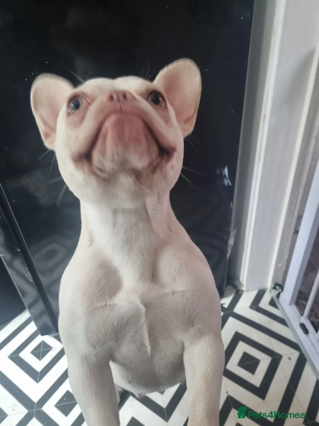 French Bulldog dogs for sale: White princess french bulldog in Walsall - Advert 4