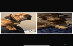Dachshund dogs for sale: 7 Beautiful dachshund pups for sale!!! - Image 3