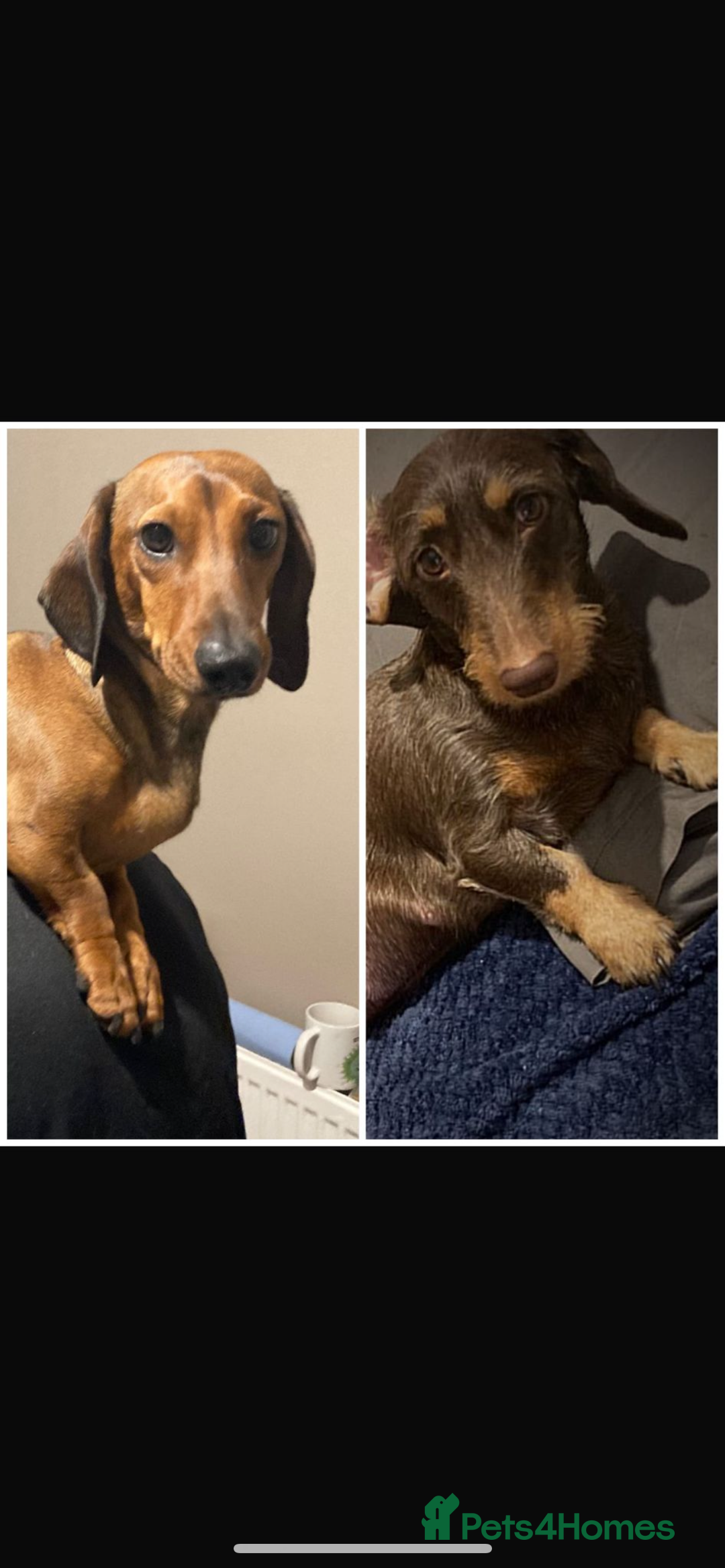 Dachshund dogs for sale: 7 Beautiful dachshund pups for sale!!! - Image 3