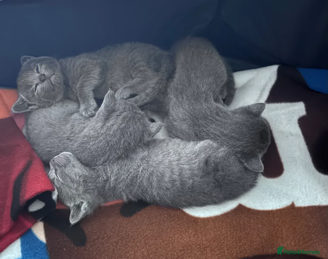 Russian Blue cats for sale: 🩵GCCF Registered Russian Blue kittens 🩵 - Advert 2