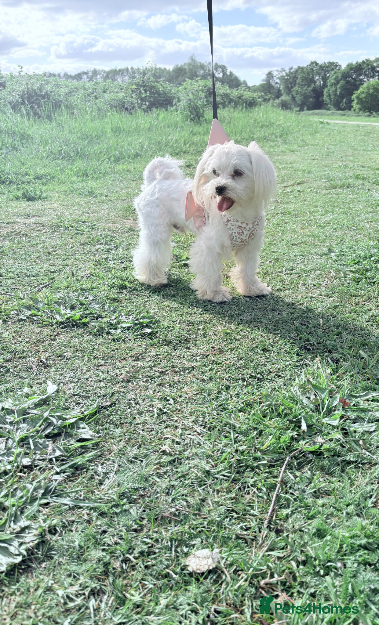 Maltese dogs New Adroble boy only for stud whit baby face :) - Advert 3