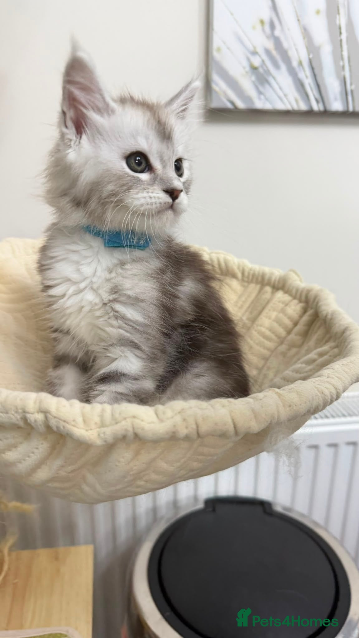 Maine Coon cats Purebred black sliver maincoon - Advert 2