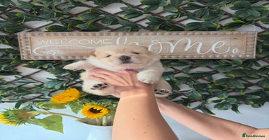 Chow Chow dogs - Advert 8