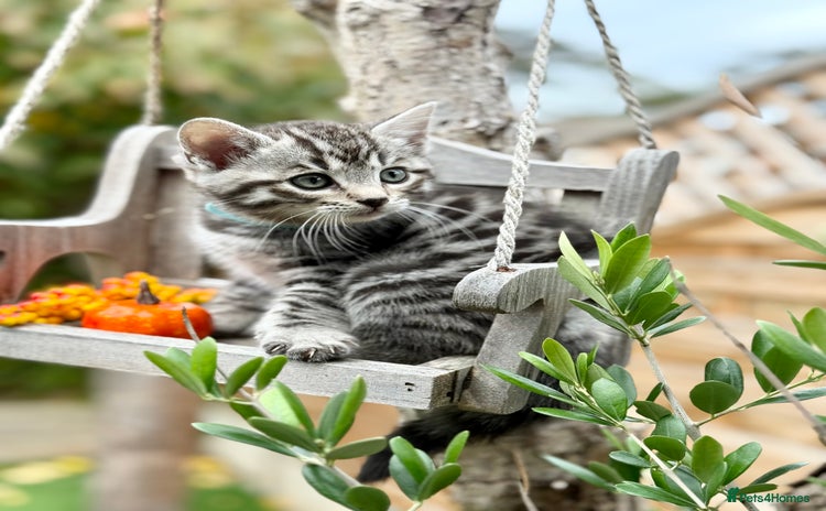 Bengal cats - Advert 2