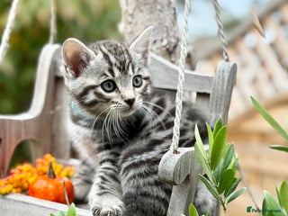 Bengal cats - Advert 27