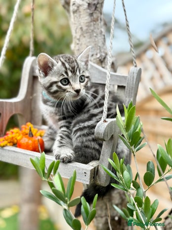 Bengal cats - Advert 2