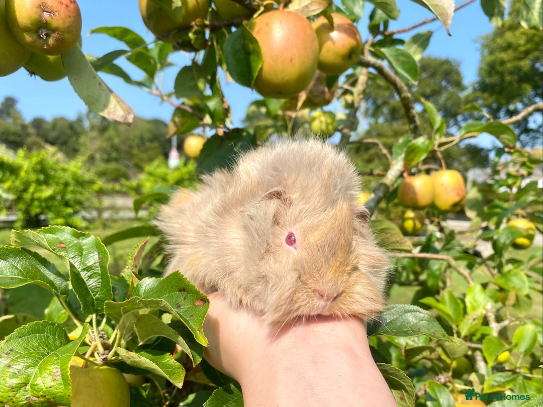 Guinea Pig rodents for sale: Long haired Guinea Pigs For Sale - Image 9