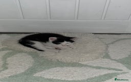 Mixed Breed cats for sale: Mixed Breed Male Kitten - Image 5