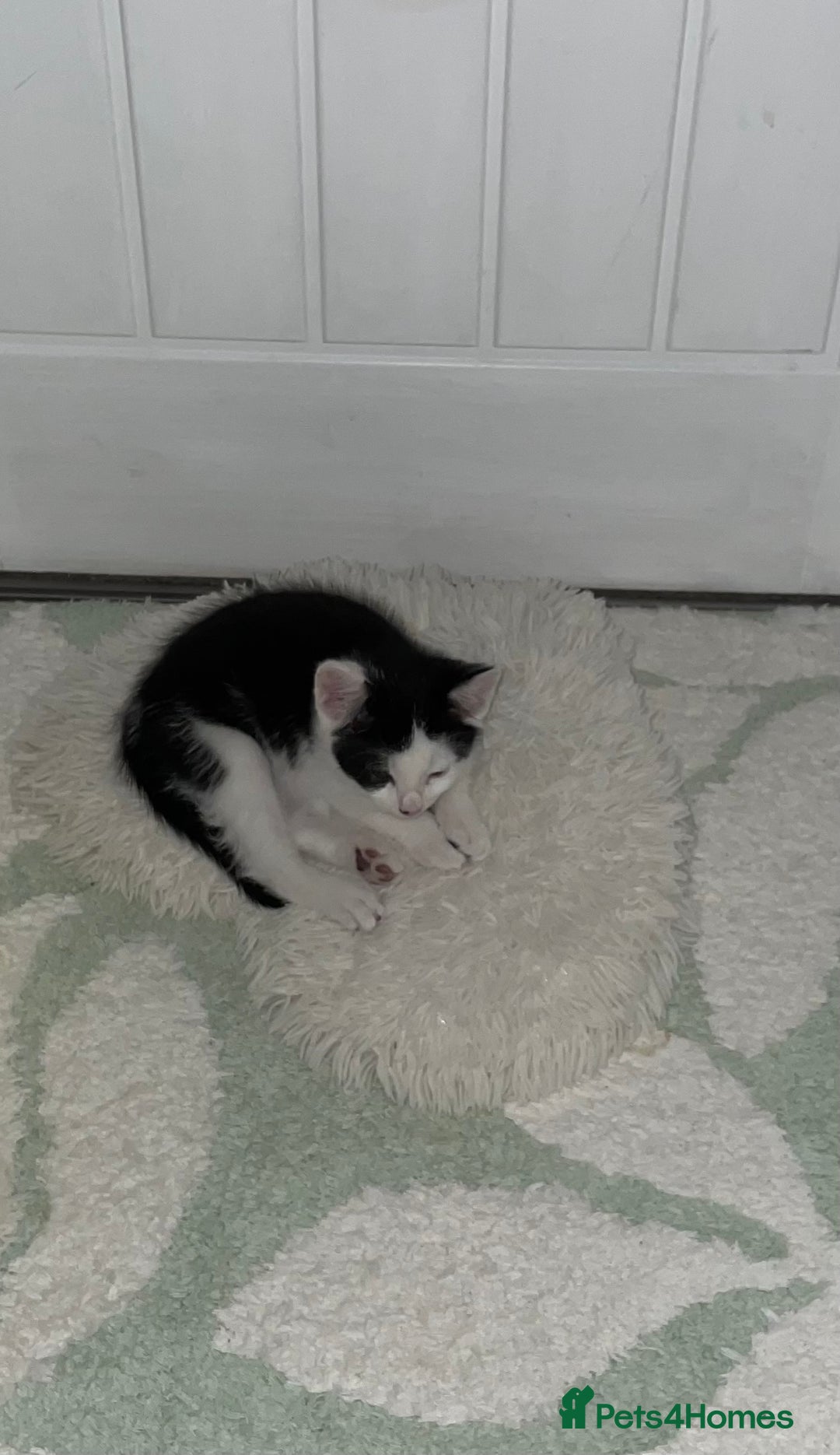 Mixed Breed cats for sale: Mixed Breed Male Kitten - Image 5