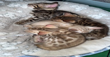 Bengal cats - Advert 3