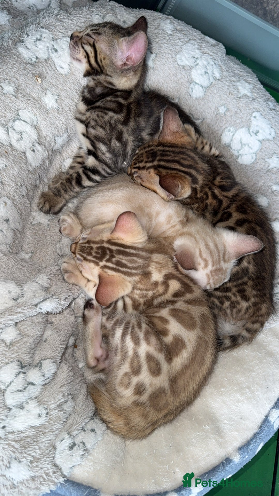 Bengal cats for sale: Stunning bengal kittens  - Image 2