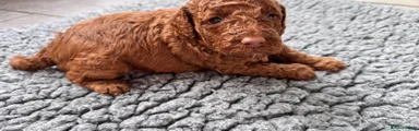 Cockapoo Puppy 3