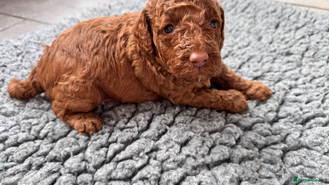 Cockapoo dogs for sale: 🐶 4 Stunning F1B Cockapoo Puppies for Sale 🏡💖 - Advert 26