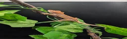 Gecko reptiles for sale: Mixed Morph Crested Gecko - Advert 11