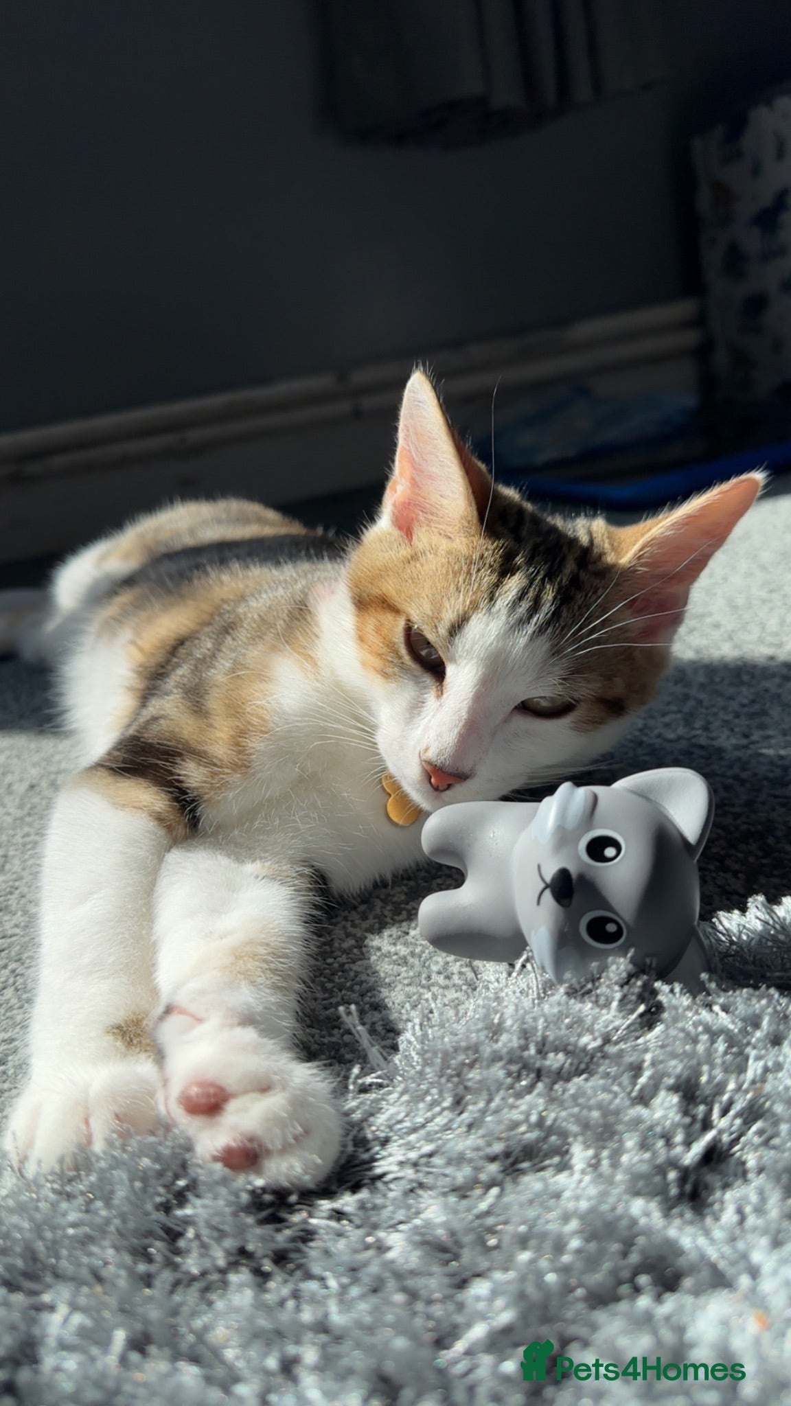 Mixed Breed cats £30 Beautiful boy Sapphire - Advert 18