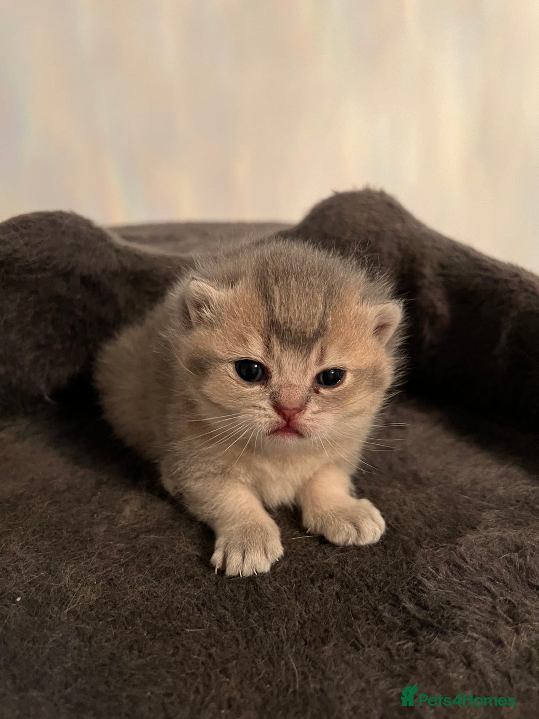 British Shorthair cats for sale: British Shorthair kittens  - Advert 2
