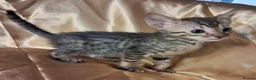 Savannah cats for sale: Super spotty Savannah kittens - Advert 15