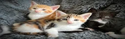 Mixed Breed cats for sale: 9 beautiful kittens looking for new homes  - Advert 13
