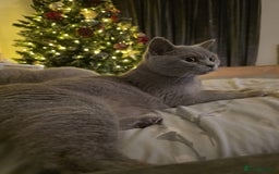 British Shorthair cats for sale: X2 British shorthair female kittens  - Advert 2
