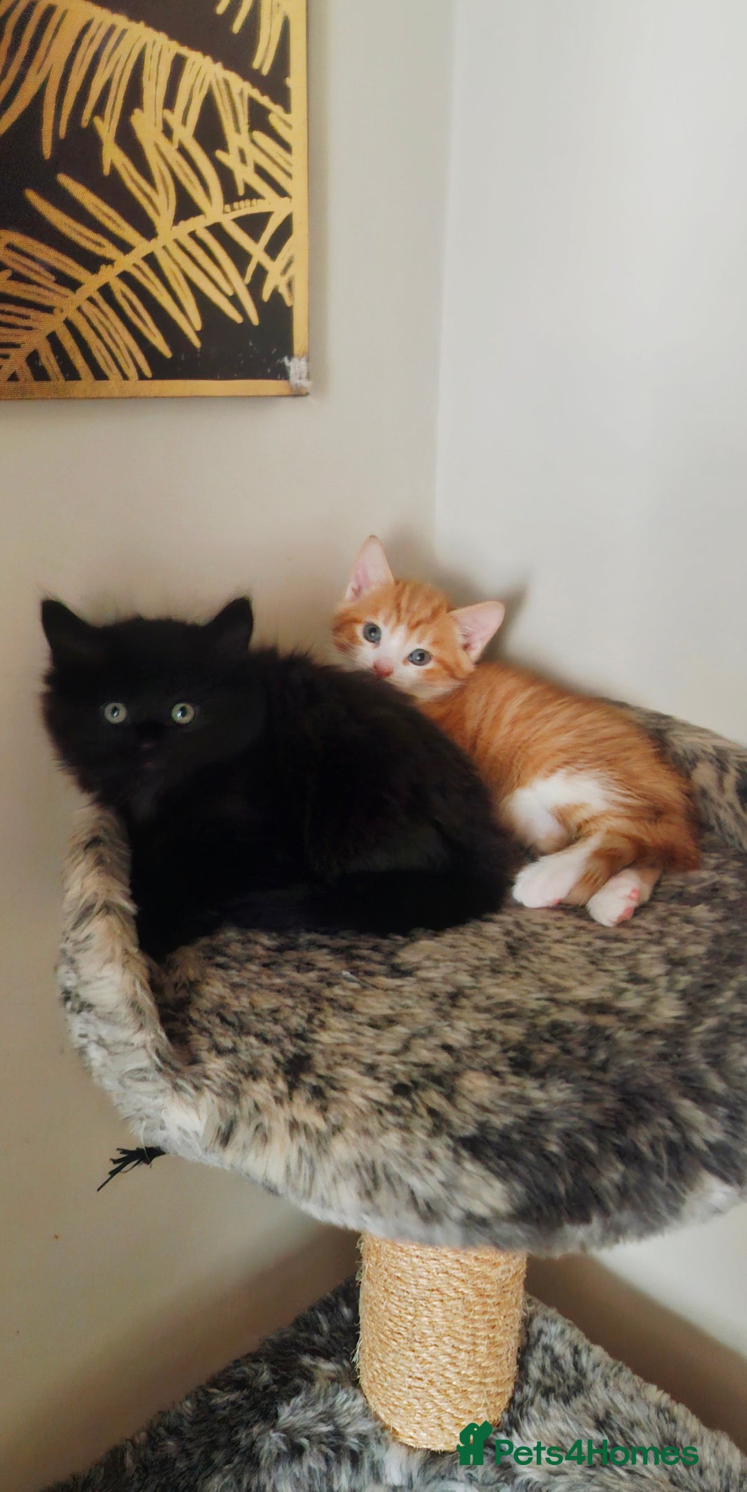 Mixed Breed cats for sale: Two male kittens. Possible delivery. - Advert 1