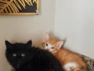 Mixed Breed cats Two male kittens. Possible delivery. - Advert 1
