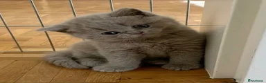 British Shorthair 3