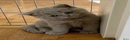 British Shorthair cats for sale: British shorthairs  - Advert 5