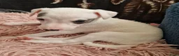 Whippet dogs for sale: Heart and DNA tested Blue Parti Whippet Puppies. - Advert 19