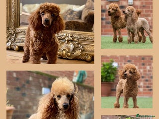 Cockapoo dogs in Stafford - Advert 3