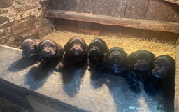 Cocker Spaniel dogs for sale: Kc cocker spaniel  - Image 4