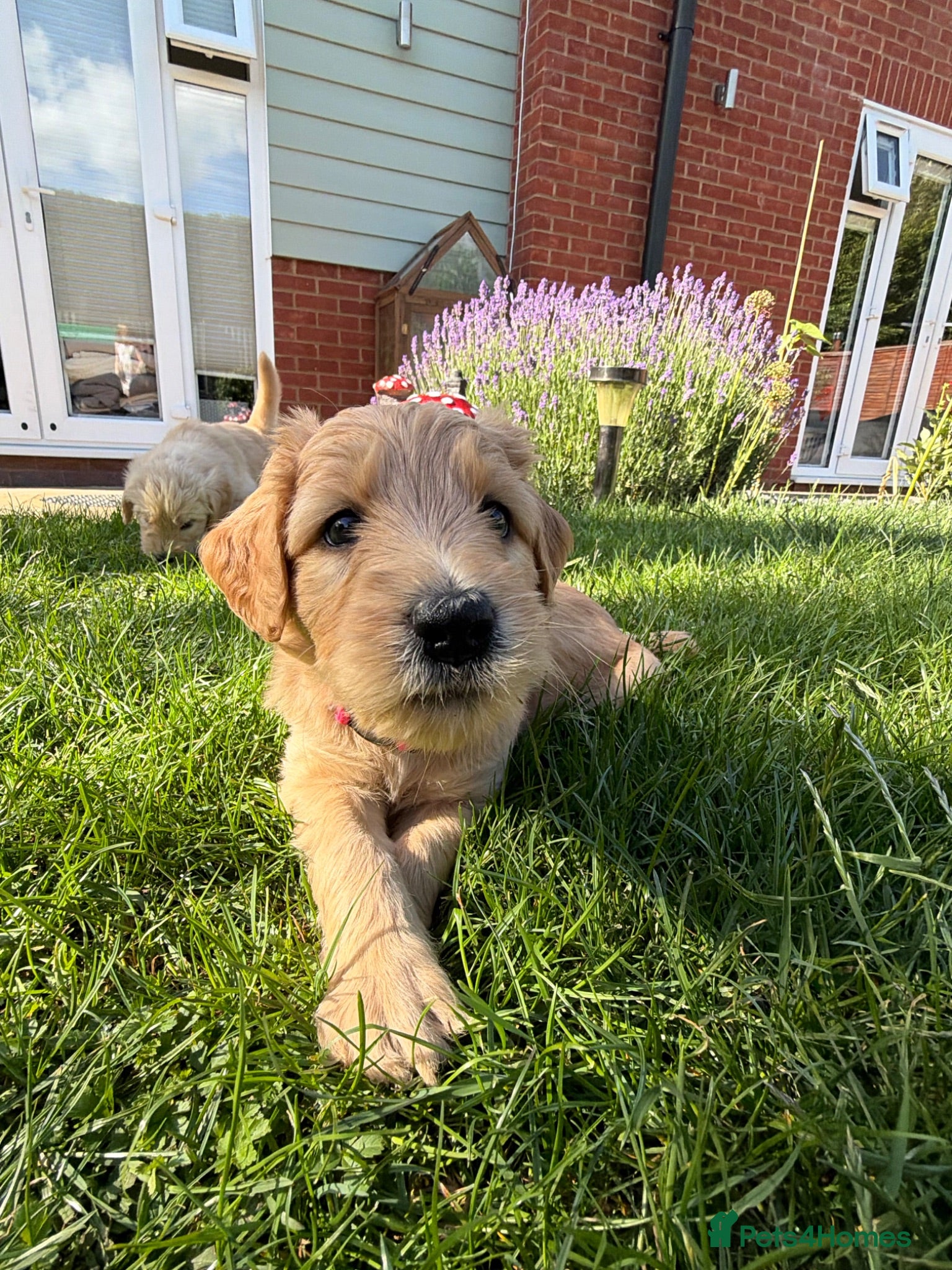 Goldendoodle dogs Golden Labradoodles Essex - Advert 2