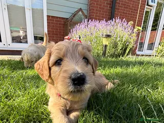 Goldendoodle dogs Golden Labradoodles Essex - Advert 2